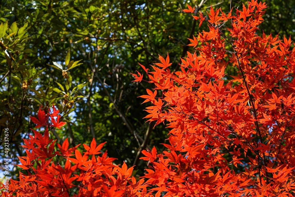 グリーンバックに見上げる真っ赤に紅葉したモミジ＠香川
