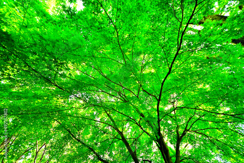 緑あふれる新緑と木漏れ日のある木