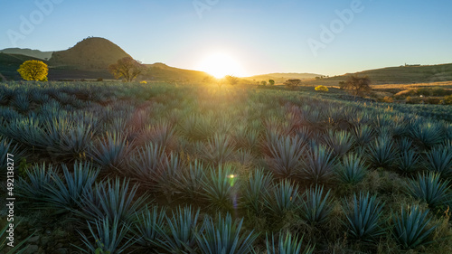 paisaje de agave, tequilana wever, planta con la que se fabrica el tequila, paisaje agavero cerca de tequila jalisco photo