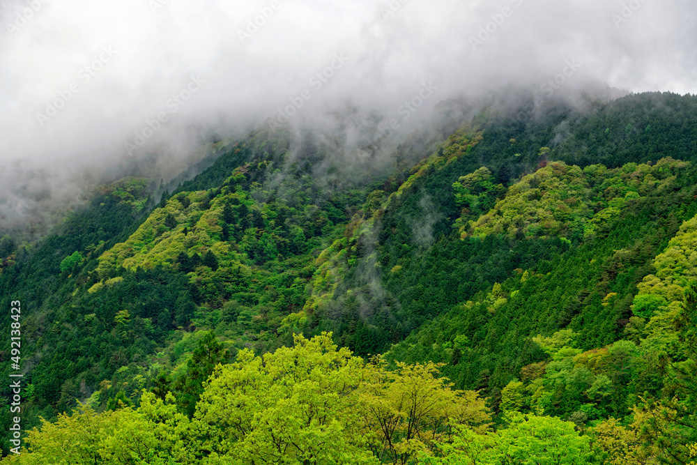 雨上がりの新緑の山景色 新鮮で風光明媚 雨上がりの新緑の山景色 新鮮で風光明媚