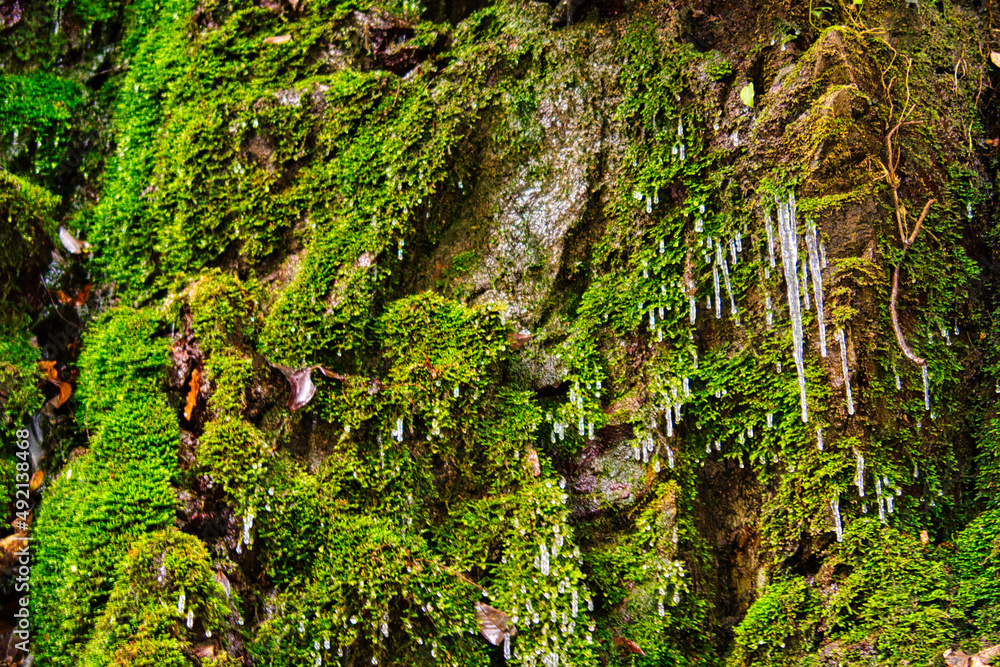Shooting location:Chomonkyo Yamaguchi Prefecture:Japanese valley: Japanese winter scene:Japanese landscape photography
長門峡:山口県道293号萩長門峡線:冬 Shooting location:Chomonkyo Yamaguchi Prefecture:Japanese valley: Japanese winter scene:Japanese landscape photography
長門峡:山口県道293号萩長門峡線:冬