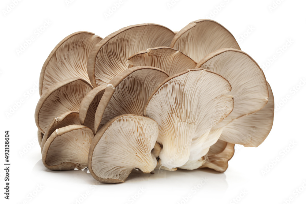 oyster mushroom on white background oyster mushroom on white background