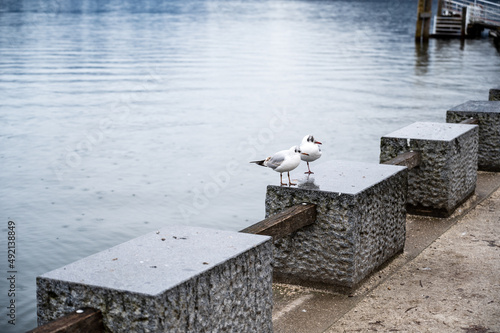 Seagulls stand on a concrete cube near lake