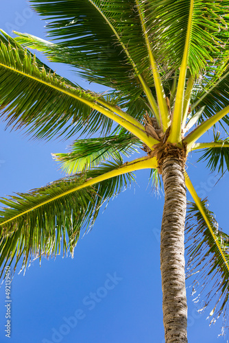 Tropical Coconut Palm Trees. Holiday and Vacation Concept. Tropical Beach. Selective focus.