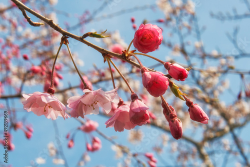 Pink cherry sakura flowers on the blue sky background. Japan