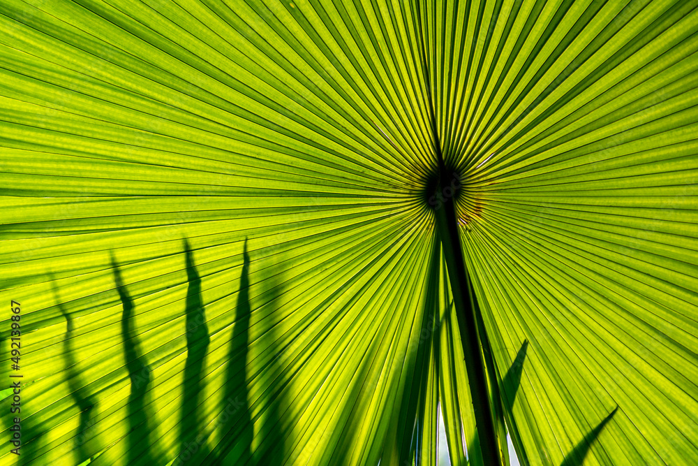 Fototapeta premium Beautiful Hypnotic Patterns of Big Green Palm Leaf on Sunlight, Horizontal Landscape Image
