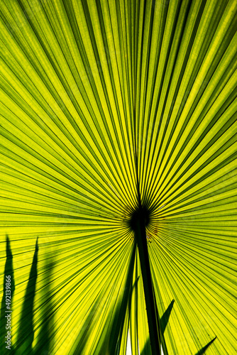 Beautiful Hypnotic Patterns of Big Green Palm Leaf on Sunlight, Vertical Image