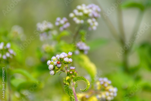 Red Ladybird or Ladybug Beetle, Coccinellidae sitting on Mist flower, Wild Ageraatum or Floss Flower
