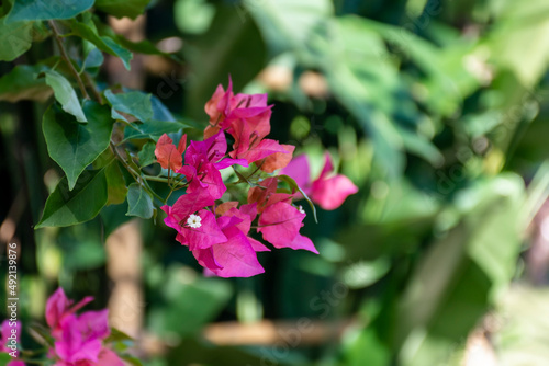 Miami Pink Bougainvillea Flower, Bougainvillea glabra in the Garden Closeup
