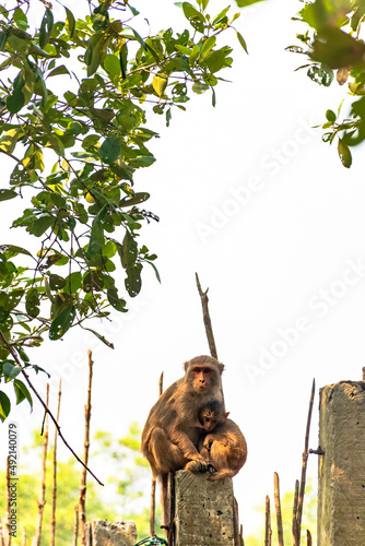Rhesus Macaque Monkey with Baby Breastfeeding in the Sundarbans