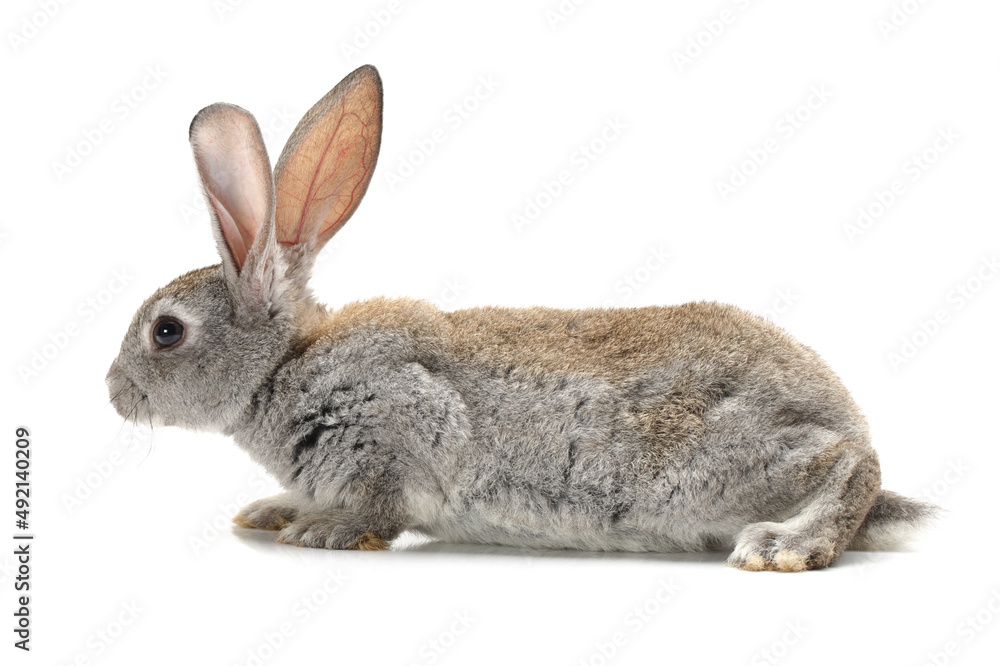 grey rabbit on a white background