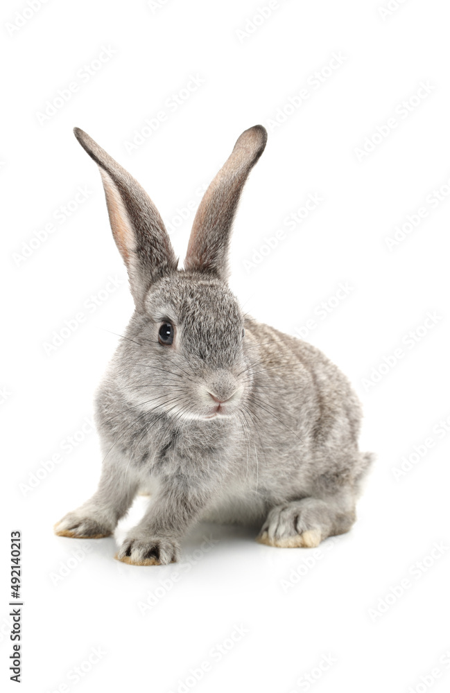 grey rabbit on a white background grey rabbit on a white background