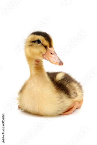 duckling isolated on white