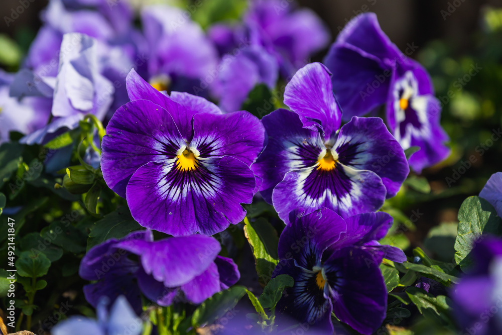 Close-up of colorful purple violets, soft selective focus Close-up of colorful purple violets, soft selective focus