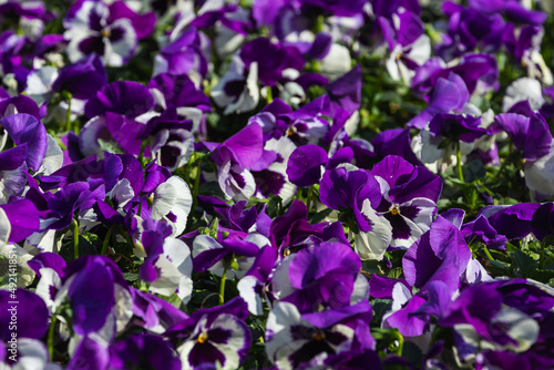 Close-up of colorful  purple  violets  soft selective focus