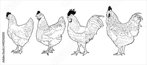 Group of Chicken hand drawn illustration. cock hen rooster fowl poultry  Chicken Vector illustration with drawing text