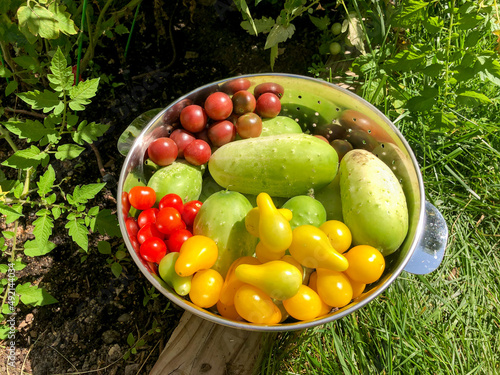 Fresh home grown garden vegetables for healthy living with colorful bowl arrangement for salad