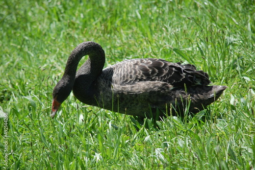 Goose in grass