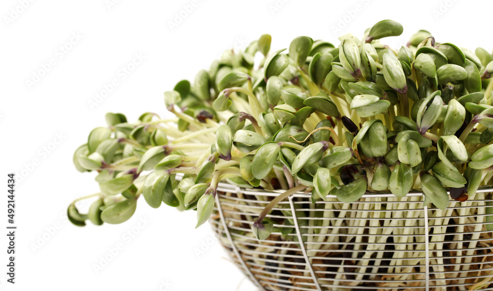Black bean sprouts on white background Black bean sprouts on white background