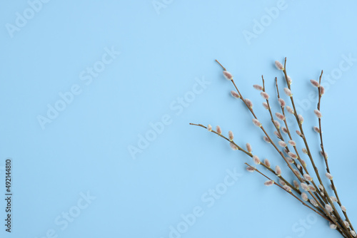 Pussy willow branches on a blue background. Easter bouquet, blossom pussy willow tree