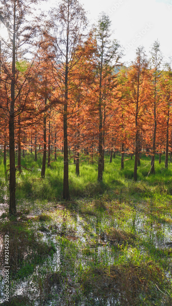 autumn forest in the morning