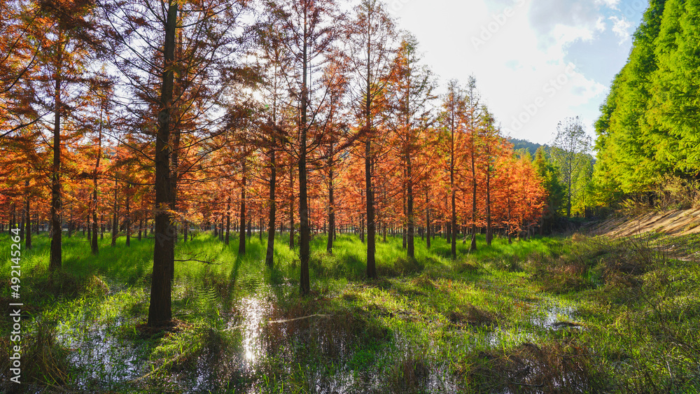 Fototapeta premium autumn in the forest