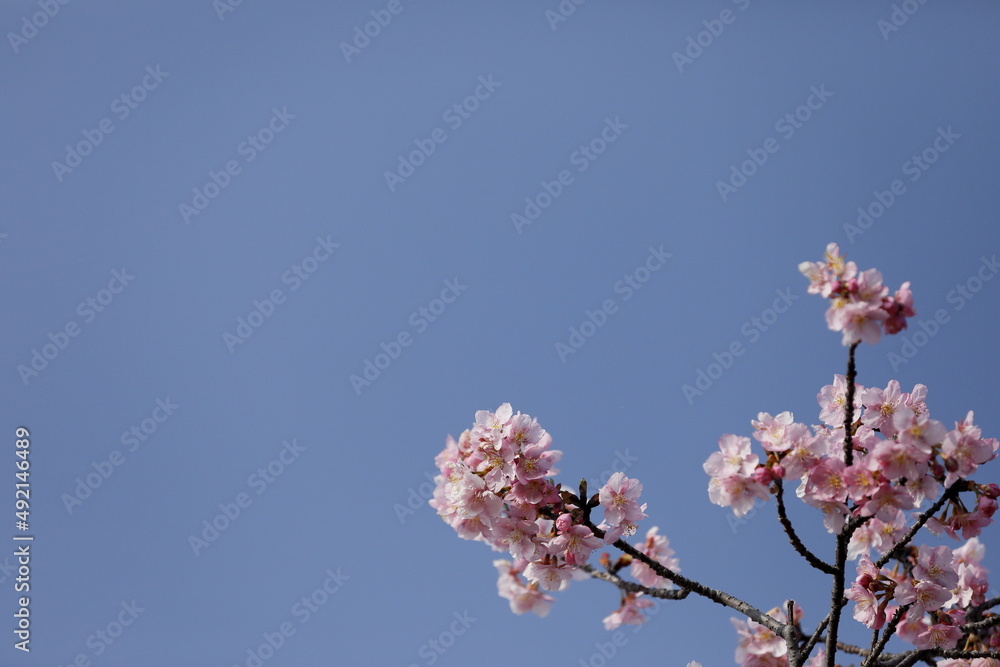 日本の春の花、河津桜 日本の春の花、河津桜