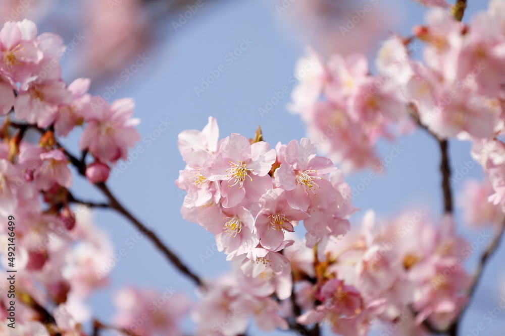 日本の春の花、河津桜