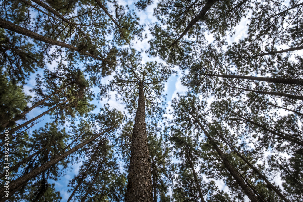Fototapeta premium View of Bo Kaeo Pine Tree Garden or Suan Son Bor Kaew in Chiang Mai, Thailand