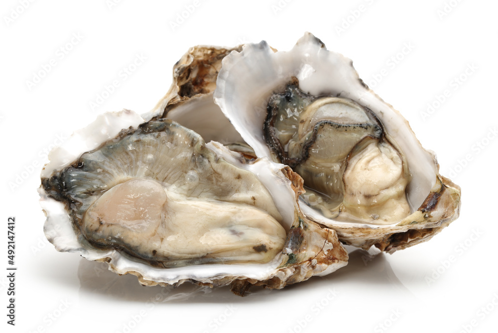 Fresh opened oyster on white background Fresh opened oyster on white background