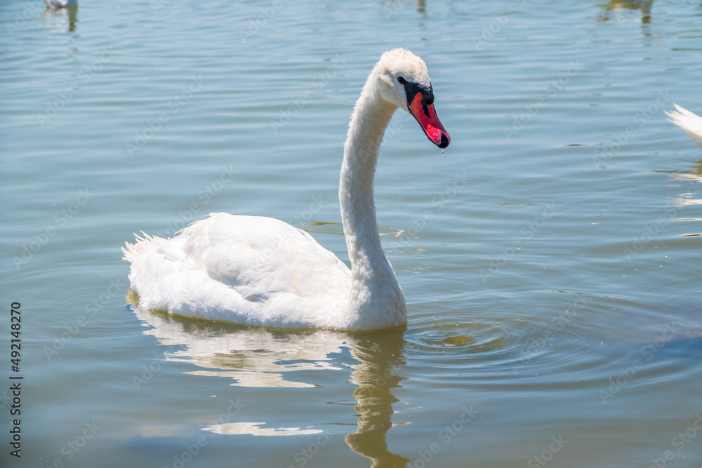 Graceful white Swan swimming in the lake, swans in the wild. Portrait of a white swan swimming on a lake. Graceful white Swan swimming in the lake, swans in the wild. Portrait of a white swan swimming on a lake.