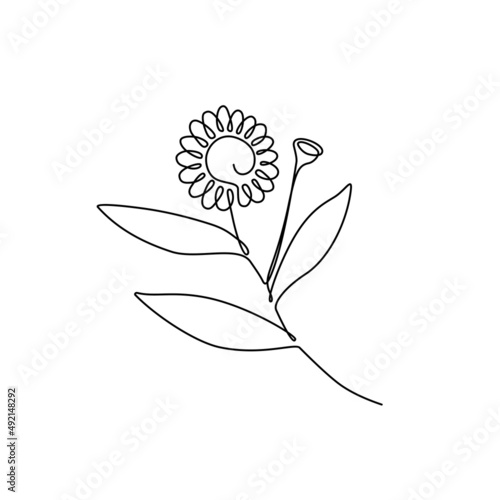 Continuous single line drawing Bhringraj, Eclipta Alba or Eclipta Prostrata, also known as False Daisy is an effective herbal medicinal plant in Ayurvedic medicine. vector illustration.