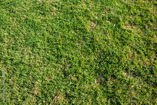 green grass background