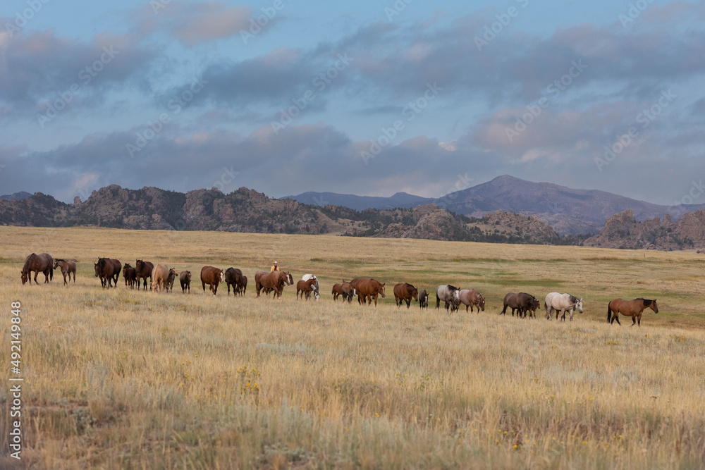 Quarter Horse Mares and Foals