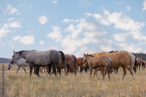 Fototapeta Naklejka Na Ścianę i Meble -  Quarter Horse Mares and Foals