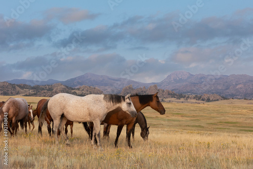 Quarter Horse Mares and Foals © Terri Cage 