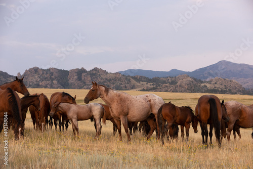 Quarter Horse Mares and Foals