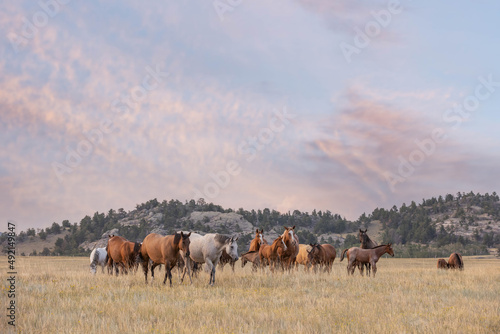 Quarter Horse Mares and Foals