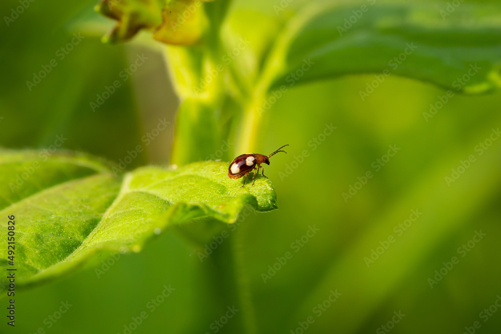 Ladybug on green foliage.The process of reproduction of insects Ladybug on green foliage.The process of reproduction of insects