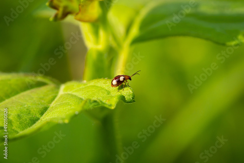 Ladybug on green foliage.The process of reproduction of insects  © banjongseal324