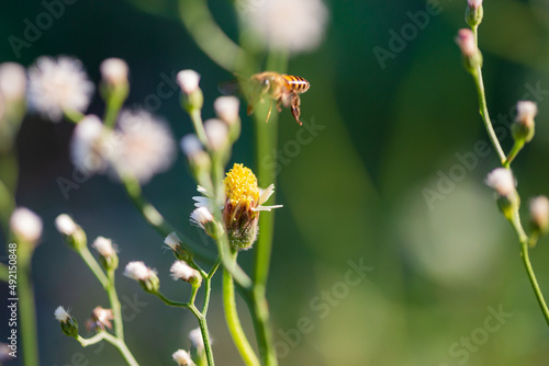 Close up of a working bee on a flower 