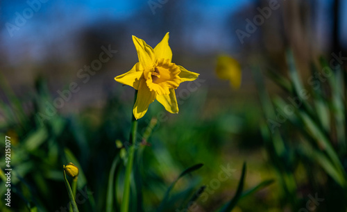 Colorful isolated yellow daffodil narcissus blooming during spring in the park photo