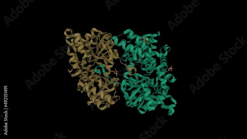 Structure of human cytosolic 5'-nucleotidase II in complex with adenosine. Animated 3D cartoon model, chain id color scheme, PDB 2jc9, black background photo