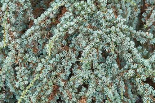 Branches of cedrus atlantica Glauca with short needles in wild forest closeup. Wonderful floral representant. Rare coniferous tree cultivation photo