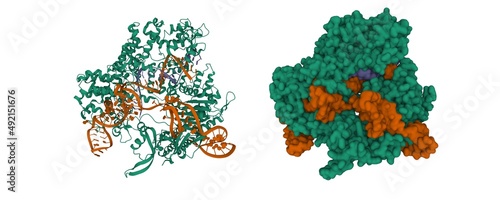 Structure of Streptococcus pyogenes Cas9 in complex with guide RNA (blue) and target DNA (brown). 3D cartoon and Gaussian surface models, chain entity color scheme, PDB 4oo8, white background photo