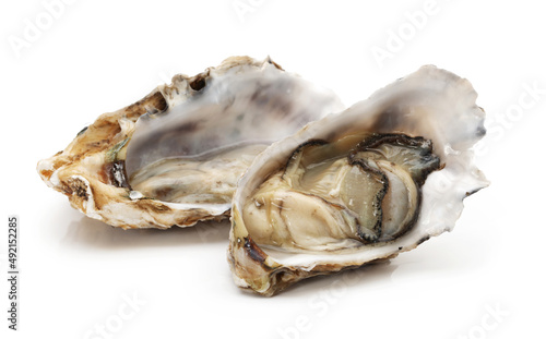 fresh oysters on a white background