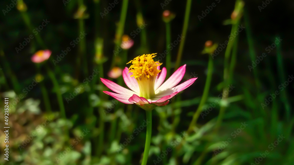 Bogor, West Java, Indonesia - April 22, 2020 : Kenikir flower or with the Latin name Cosmos Caudatus is one of the plants that are rich in benefits. Bogor, West Java, Indonesia - April 22, 2020 : Kenikir flower or with the Latin name Cosmos Caudatus is one of the plants that are rich in benefits.