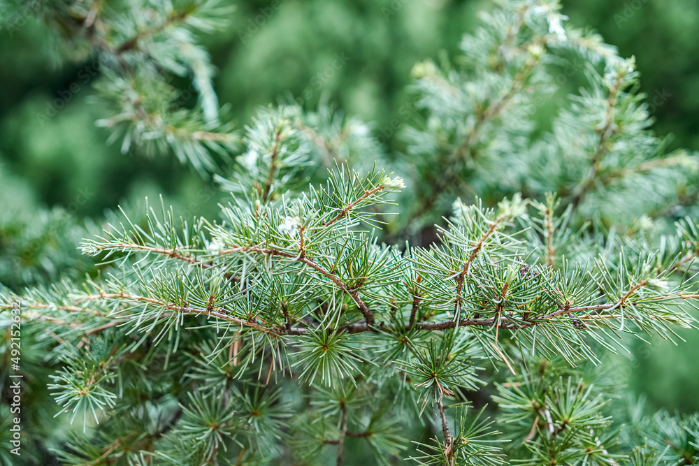 Elegant branches of lebanon cedar with short needles in forest closeup. Evergreen tree in wild ecosystem. Ecology and environment conservation Elegant branches of lebanon cedar with short needles in forest closeup. Evergreen tree in wild ecosystem. Ecology and environment conservation