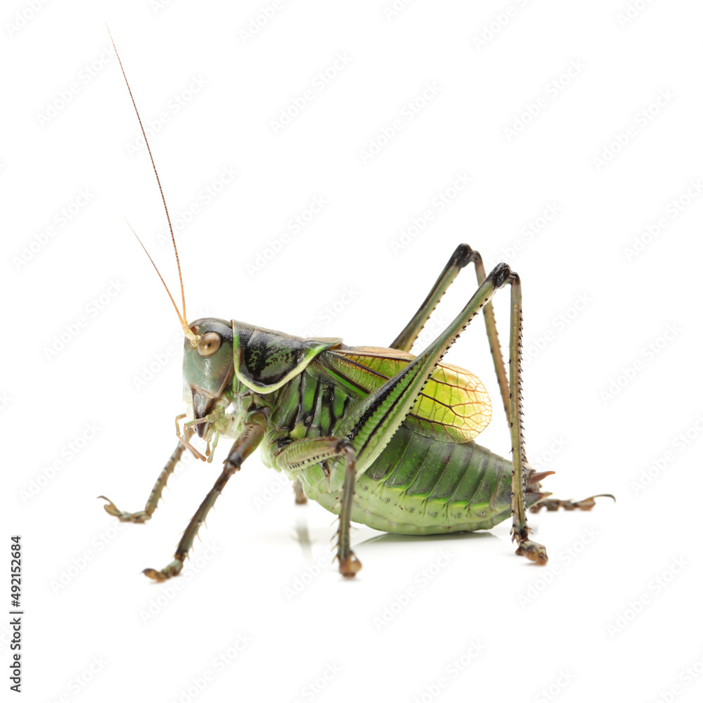 Macro image of a grasshopper isolated on white background Macro image of a grasshopper isolated on white background