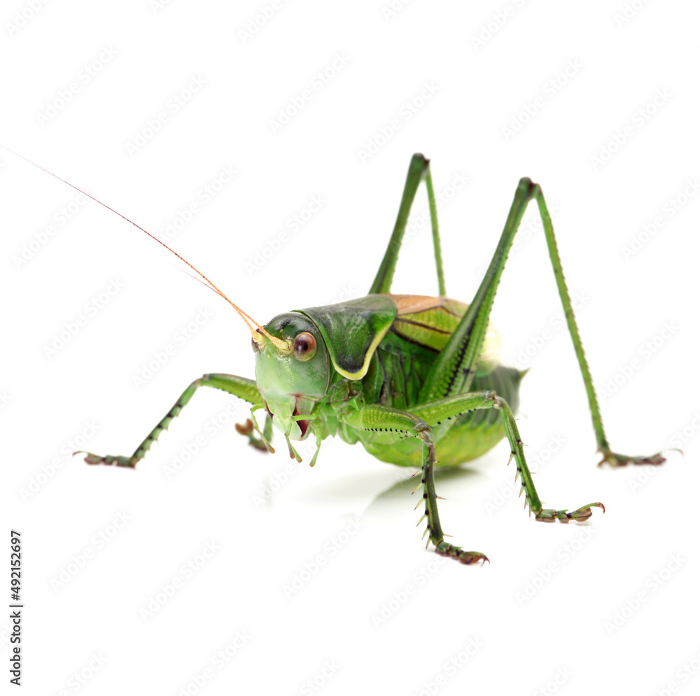 Macro image of a grasshopper isolated on white background Macro image of a grasshopper isolated on white background